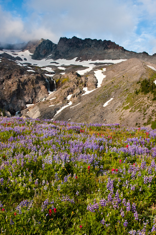 Wildflowers And Cushman Crest